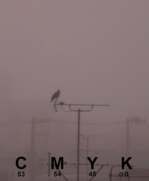 Warm gray crow.jpg